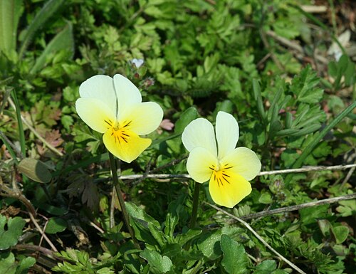 Johnny jumpup: Flowering Viola tricolor ssp. saxatilis, Pálava, Czech republic