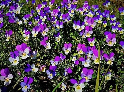Johnny jumpup (Viola tricolor)