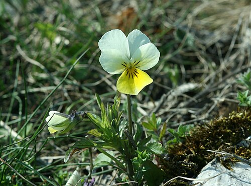 Johnny jumpup: Flowering Viola tricolor ssp. saxatilis, Pálava, Czech republic
