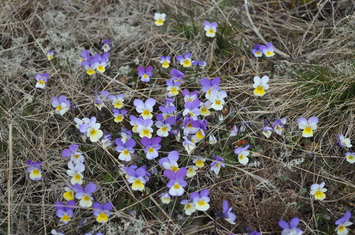 Johnny jumpup (Viola tricolor)