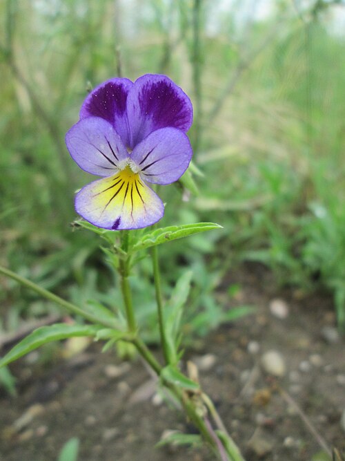 Johnny jumpup: Wildes Stiefmütterchen ( Viola tricolor ) auf einem Sandplatz in Hockenheim