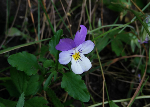 Johnny jumpup (Viola tricolor)