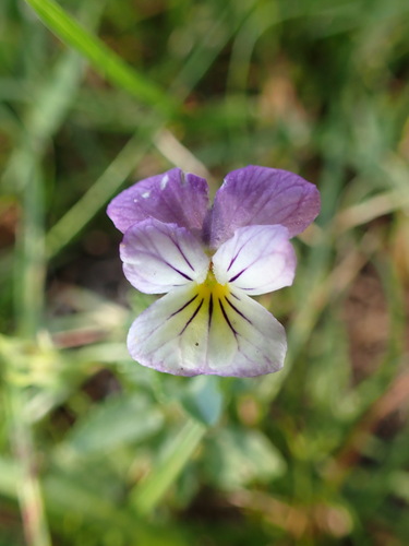 Johnny jumpup (Viola tricolor)