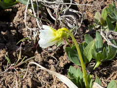 Rainier violet (Viola trinervata)