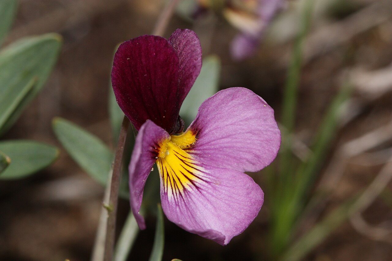 Rainier violet: Rainier Violet, Sagebrush Violet, Three-nerved Violet Viewpoint location: Snow Mountain Ranch, Cowiche Mountain Viewpoint elevation: 626 meter (2055 ft) Locatio