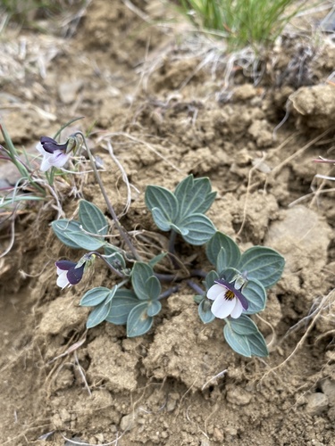 Rainier violet (Viola trinervata)