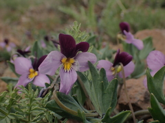 Rainier violet (Viola trinervata)