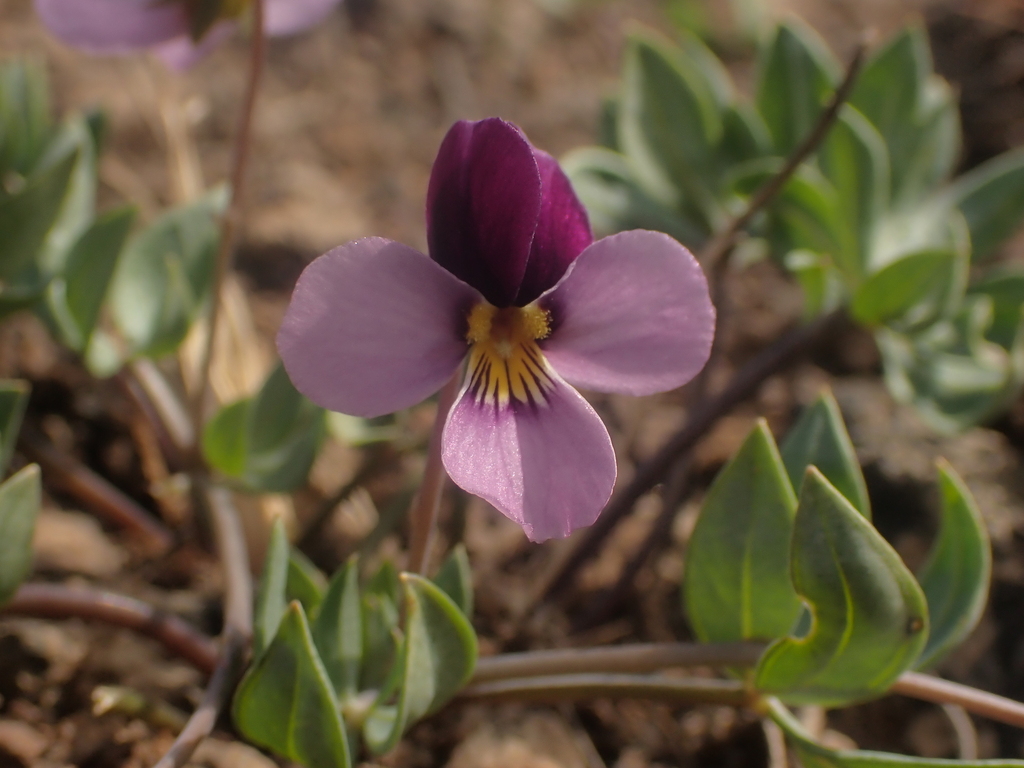 Rainier violet (Viola trinervata)