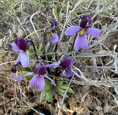 Rainier violet (Viola trinervata)