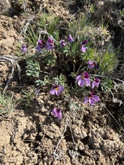 Rainier violet (Viola trinervata)