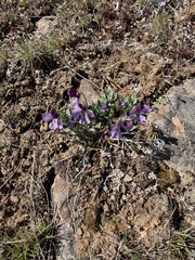 Rainier violet (Viola trinervata)