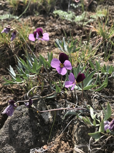 Rainier violet (Viola trinervata)