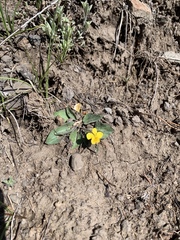Sagebrush violet (Viola vallicola)