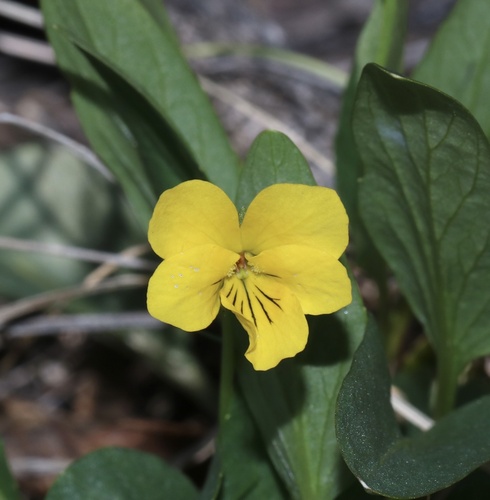 Sagebrush violet (Viola vallicola)