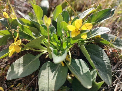 Sagebrush violet (Viola vallicola)