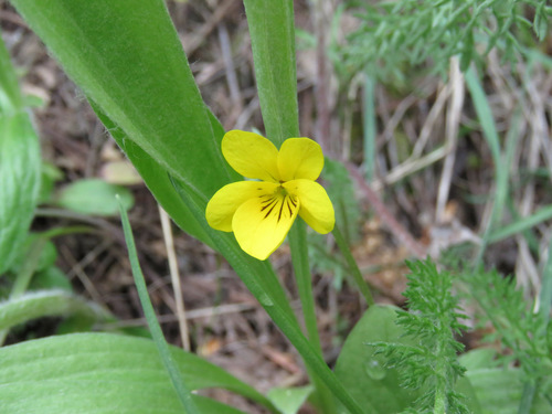 Sagebrush violet (Viola vallicola)