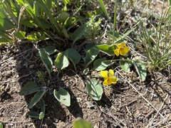 Sagebrush violet (Viola vallicola)