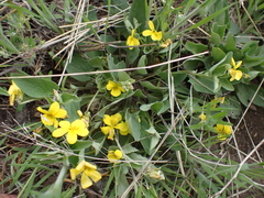 Sagebrush violet (Viola vallicola)