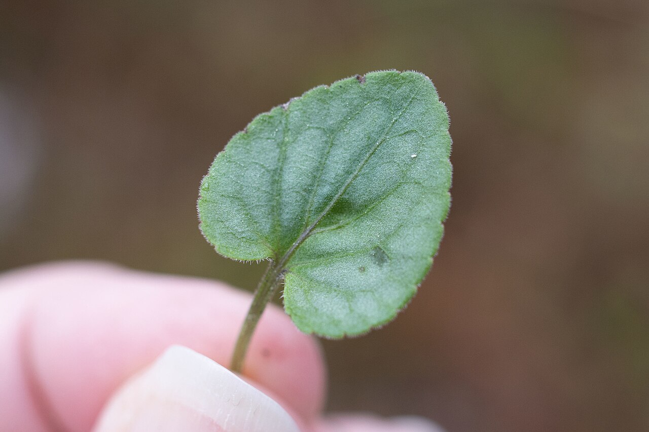 Carolina violet: Viola villosa (Carolina violet), Mississippi, US