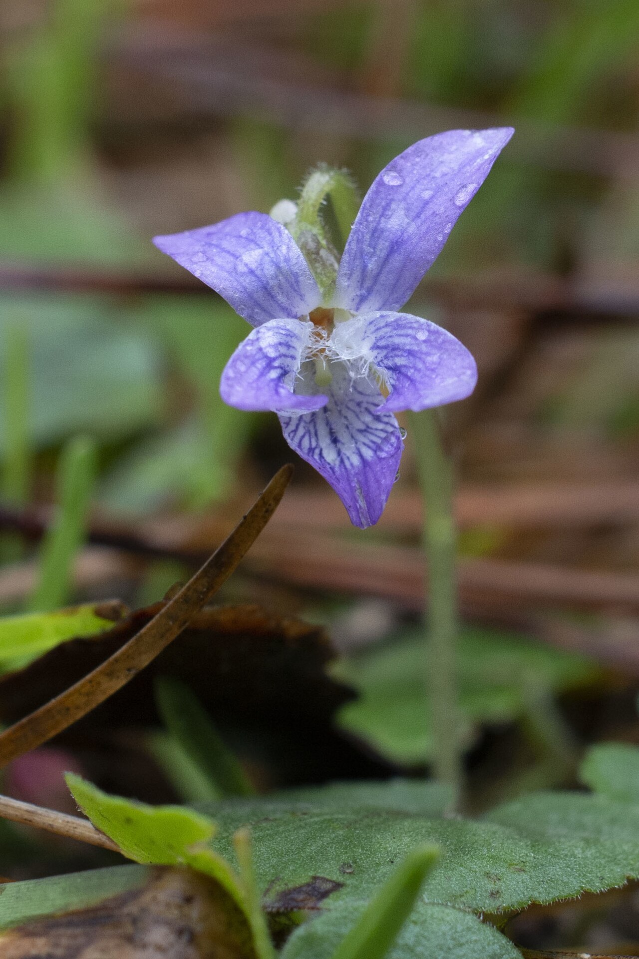 Carolina violet: Viola villosa (Carolina violet), Mississippi, US