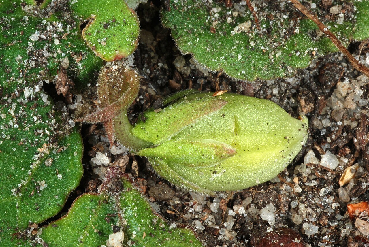 Carolina violet: Viola villosa