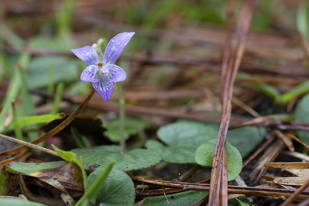 Carolina violet: Viola villosa (Carolina violet), Mississippi, US