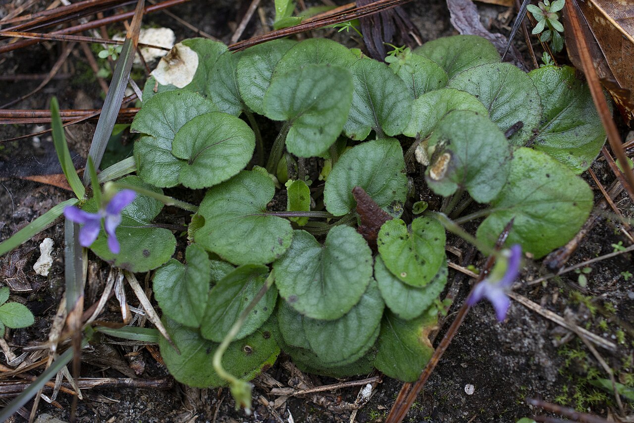 Carolina violet: Viola villosa (Carolina violet), Mississippi, US