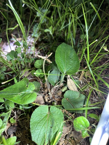 Carolina violet (Viola villosa)