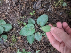 Carolina violet (Viola villosa)