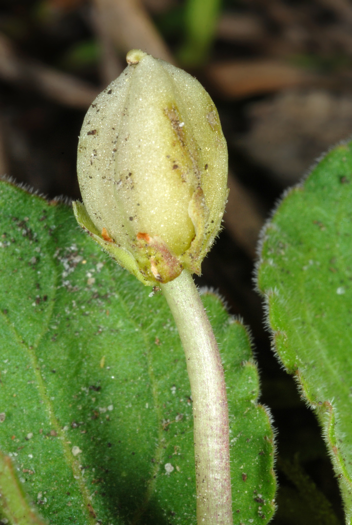 Carolina violet (Viola villosa)