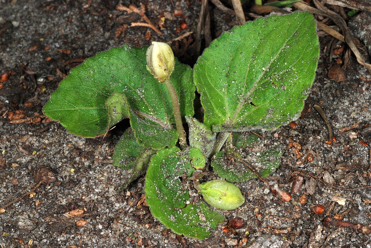 Carolina violet: Viola villosa