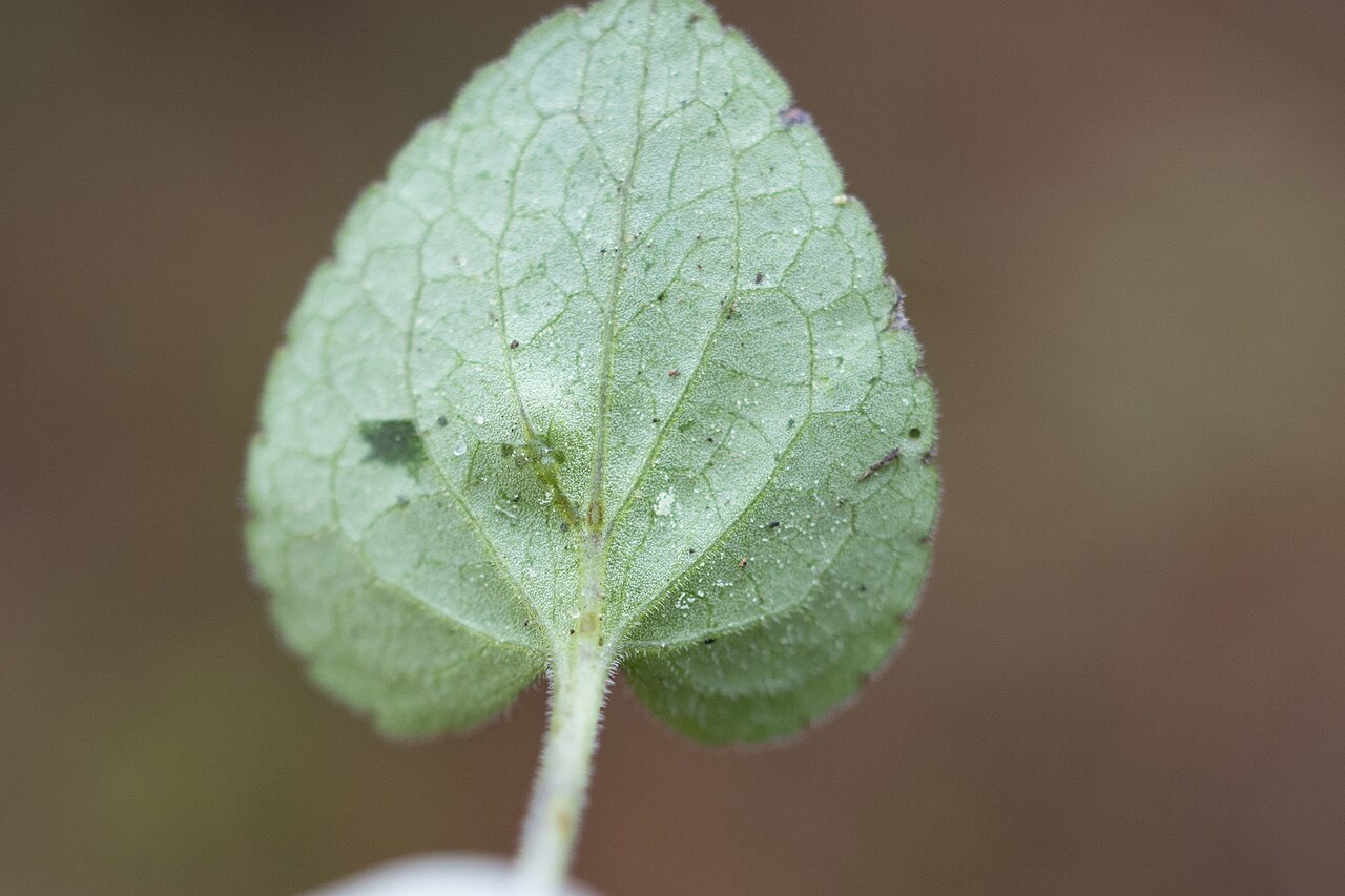 Carolina violet: Viola villosa (Carolina violet), Mississippi, US