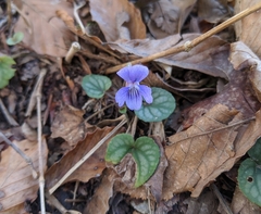 Prostrate blue violet (Viola walteri)