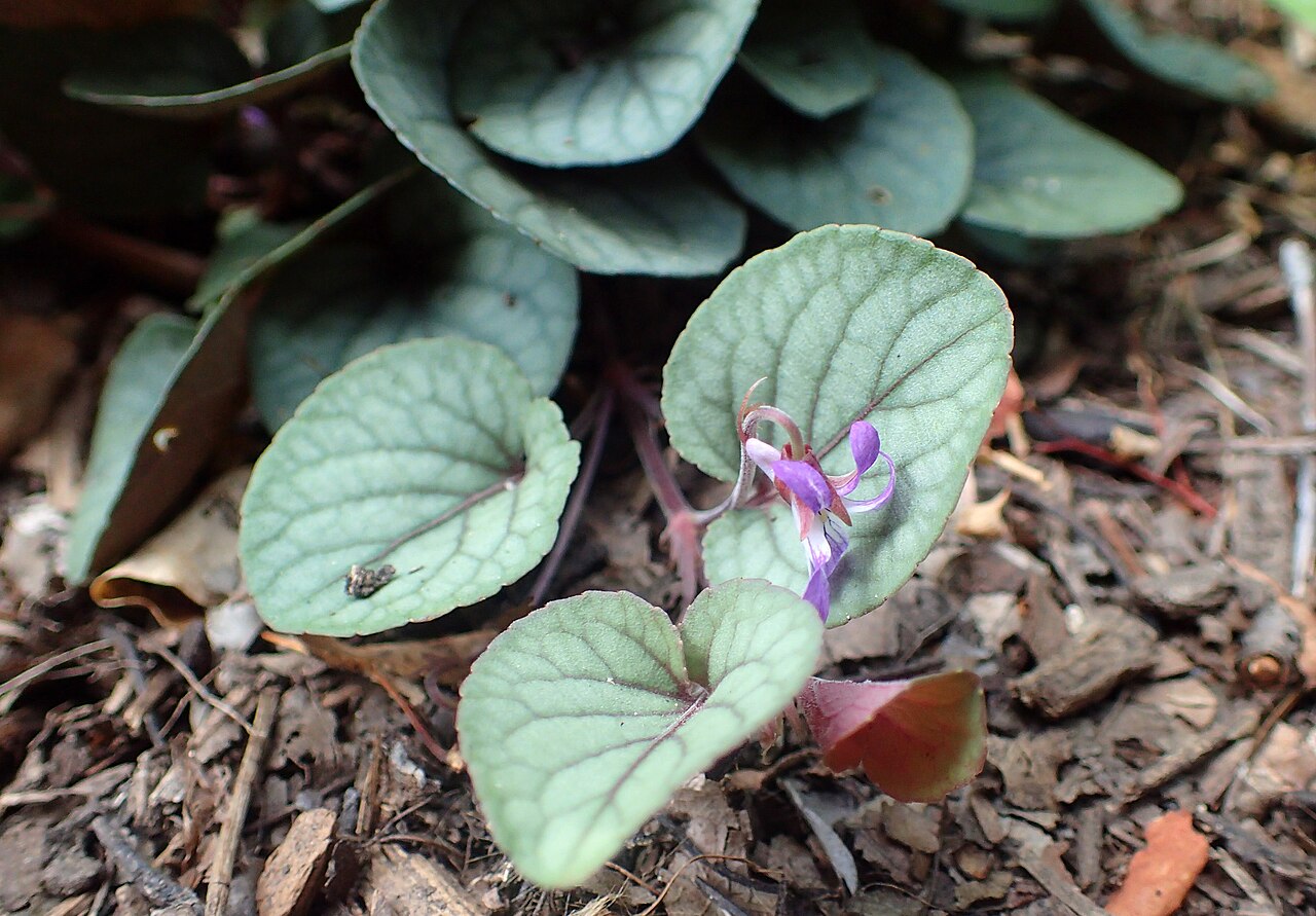 Prostrate blue violet: Viola walteri 'Silver Gem' at the New York Botanical Garden