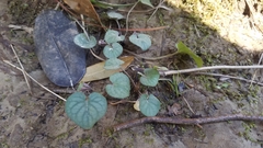 Prostrate blue violet (Viola walteri)