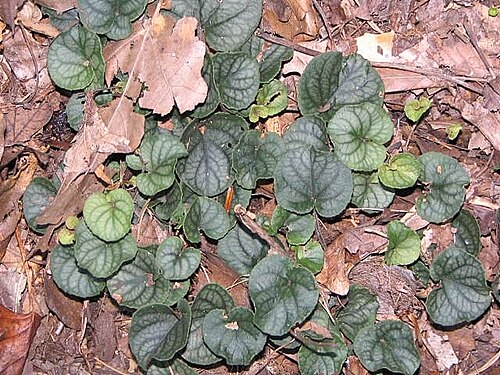 Prostrate blue violet: Location taken: The United States National Arboretum, Washington DC. Names: Viola walteri House, Prostrate Blue Violet, Prostrate Southern Violet, Prostrate-Blu