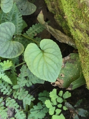 Prostrate blue violet (Viola walteri)