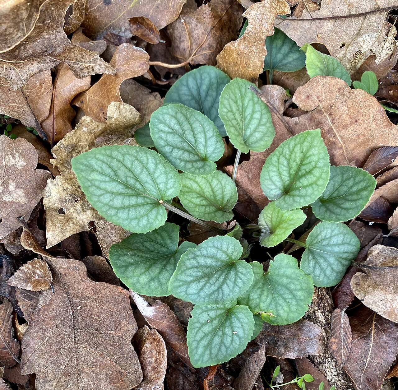 Prostrate blue violet: Prostrate blue violet, Frankston, Anderson County, December 2021