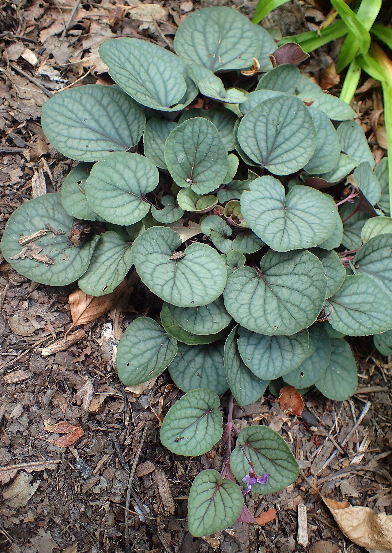 Prostrate blue violet: Viola walteri 'Silver Gem' at the New York Botanical Garden