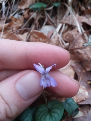 Prostrate blue violet (Viola walteri)