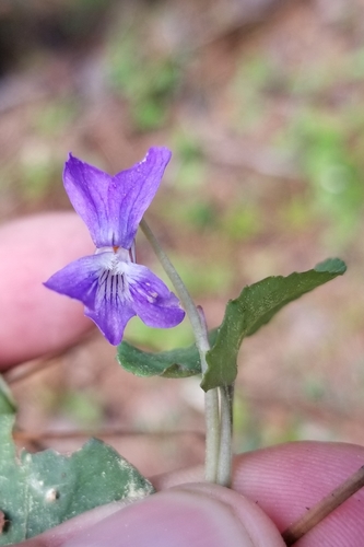 Prostrate blue violet (Viola walteri)