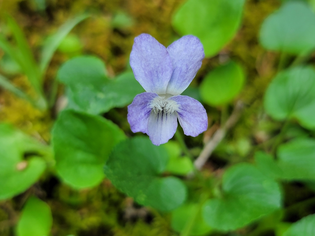 Prostrate blue violet (Viola walteri)