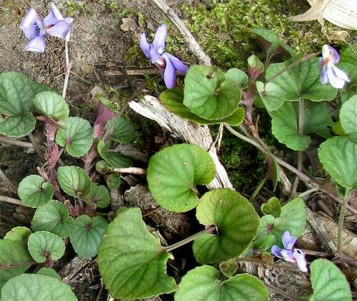Prostrate blue violet (Viola walteri)