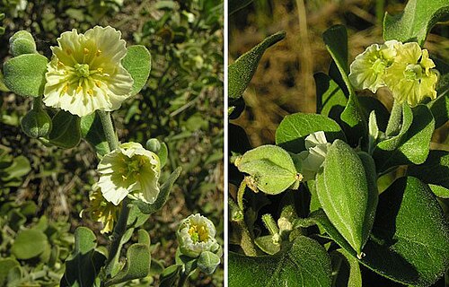 Viscainoa geniculata: Native to the southwestern U.S. and northern Mexico. In context at www.dixpix.ca/meso_america/Flora/mixed/index.html
