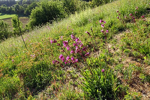Clammy campion: Special Area of Conservation "Wald und Magerrasen bei Roßdorf" (DE6118305), Landkreis Darmstadt-Dieburg, Hesse, Germany. Dry grassland at the hill Rehberg with