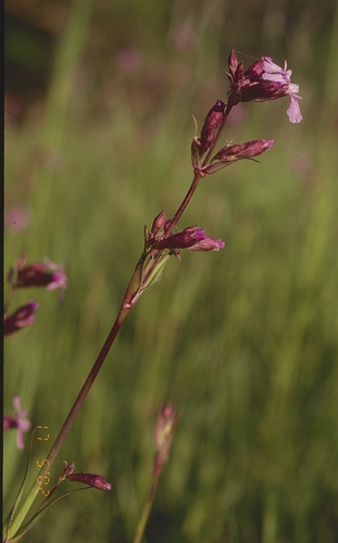 Clammy campion (Viscaria vulgaris)
