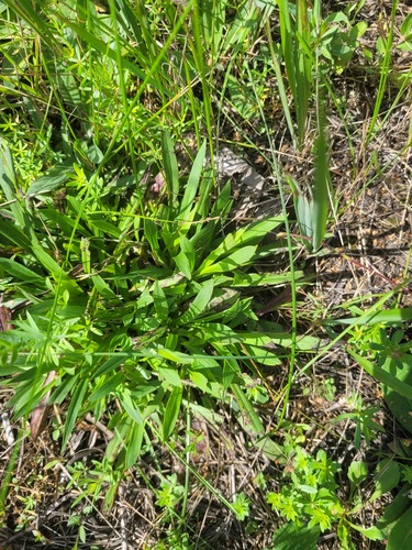 Clammy campion (Viscaria vulgaris)