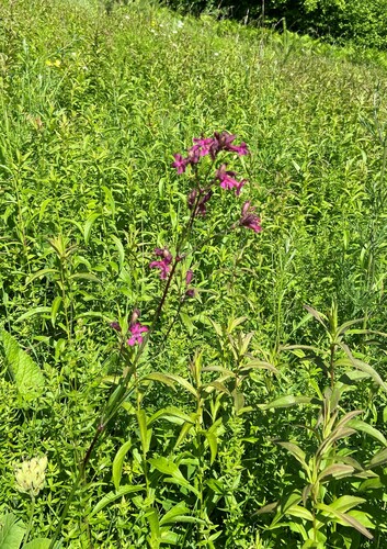 Clammy campion (Viscaria vulgaris)