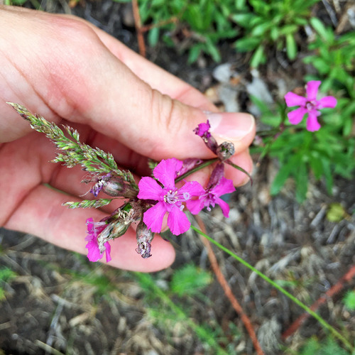 Clammy campion (Viscaria vulgaris)