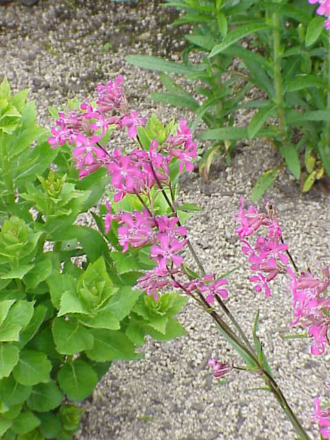 Clammy campion: Species : Lychnis viscaria Family : Caryophyllaceae Image No. 2
